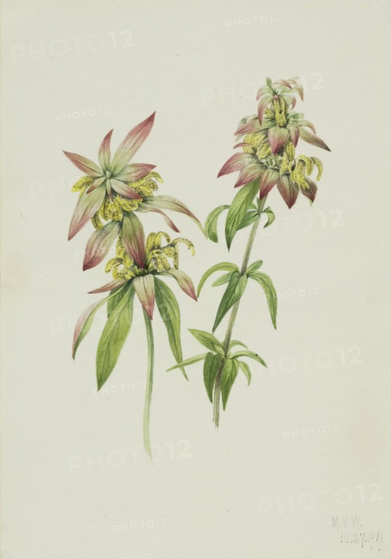Spotted Bee Balm (Monarda punctata), 1919.