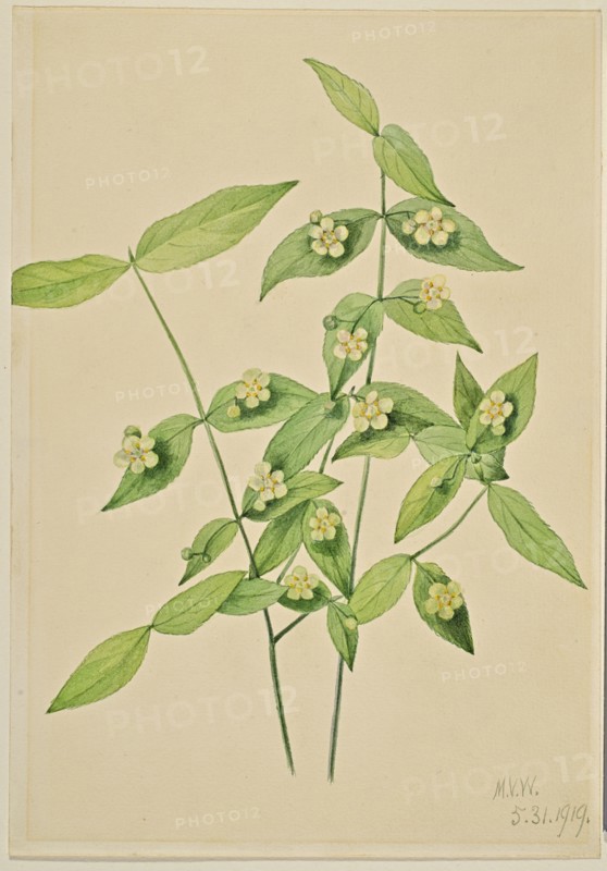 Strawberry Bush (Euonymus americanus), 1919.