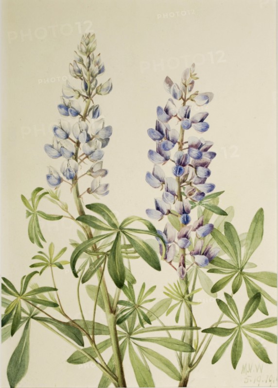 Sun Dial Lupine (Lupinus perennis), 1919.