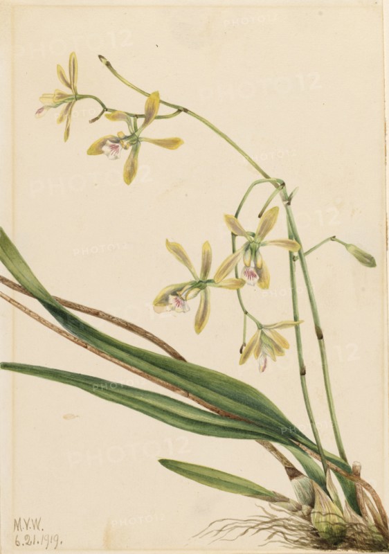 Tampa Epidendrum (Epidendrum tampense), 1919.