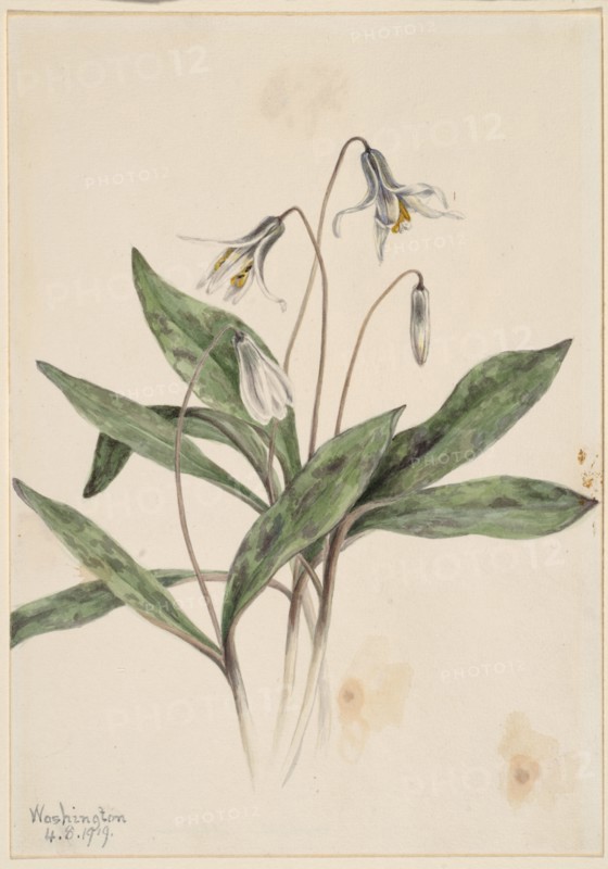 White Troutlily (Erythronium albidum), 1919.