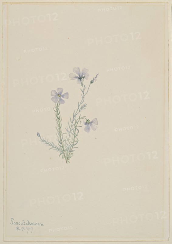 Wild Flax (Linum lewisii), 1919.