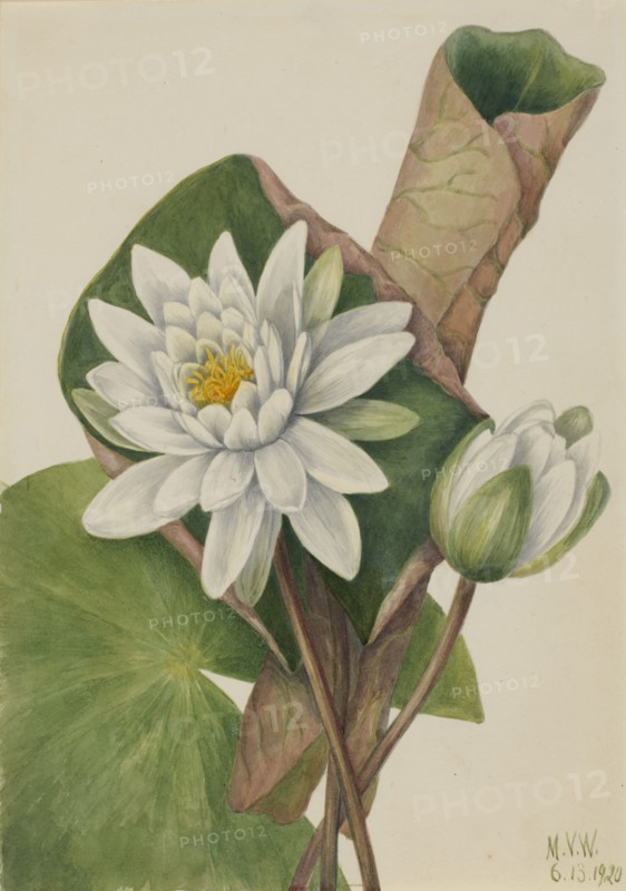 American Waterlily (Castalia odorata), 1920.