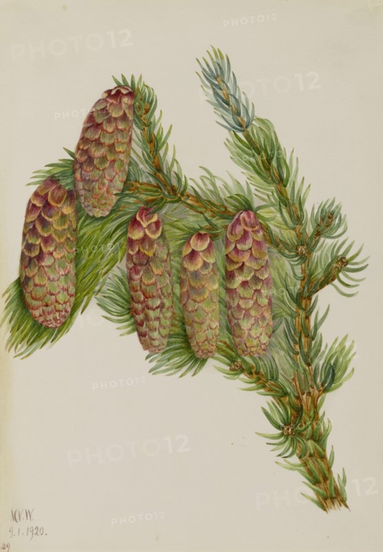 Engelmann Spruce (Picea engelmanni), 1920.