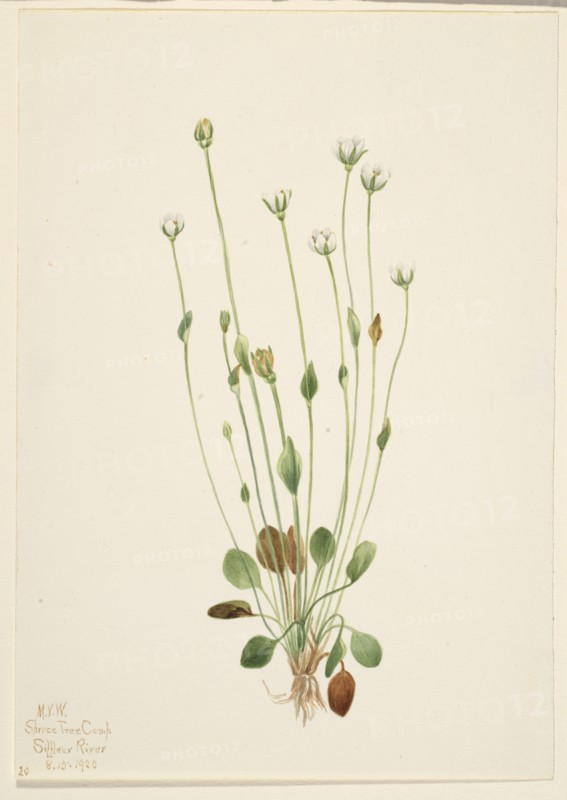 Gray Ragwort (Senecio canus), 1920.