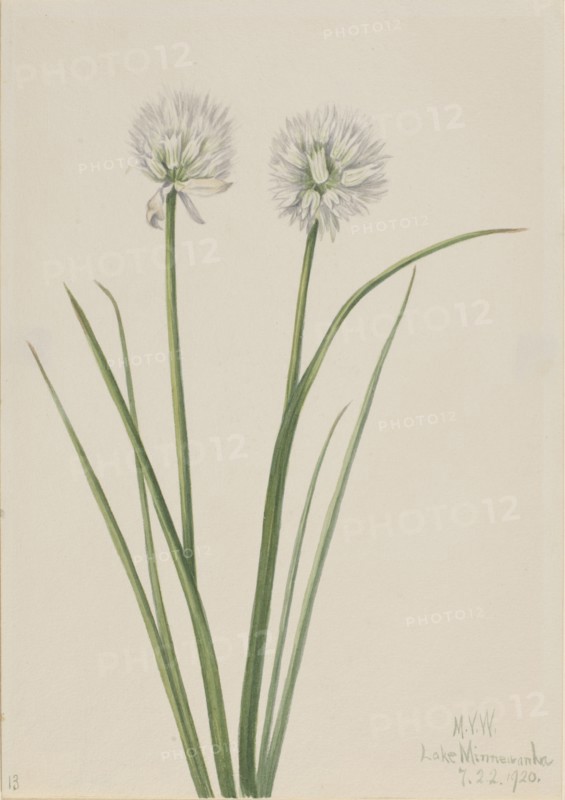 Northern Onion (Allium sibiricum), 1920.