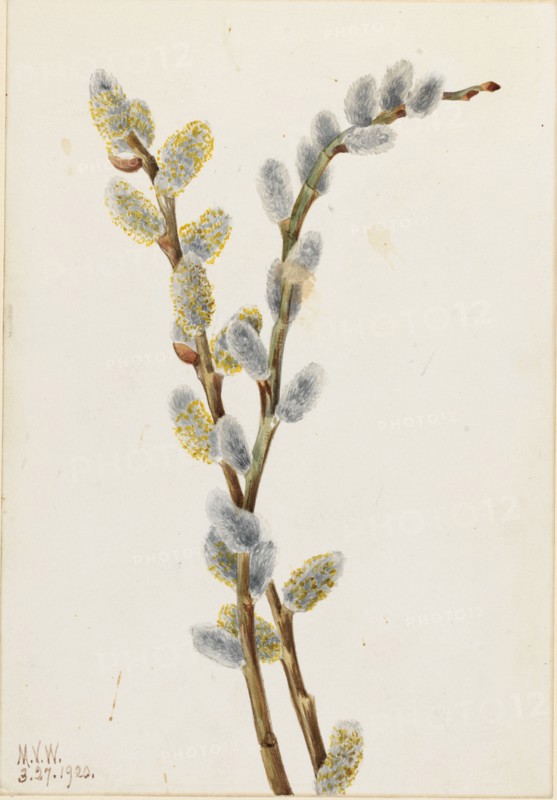Pussy Willow (Salix discolor), 1920.