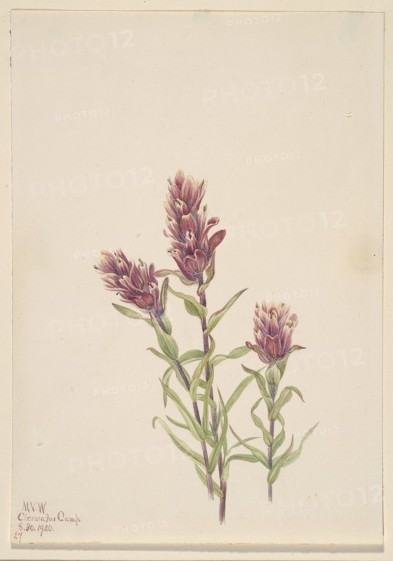 Rose Paintbrush (Castilleja pallida), 1920.