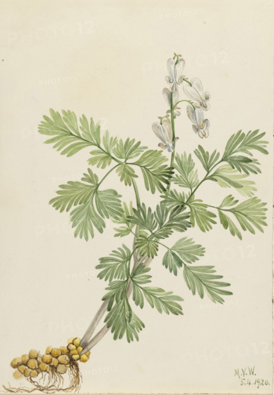 Squirrel Corn (Bikukulla canadensis), 1920.