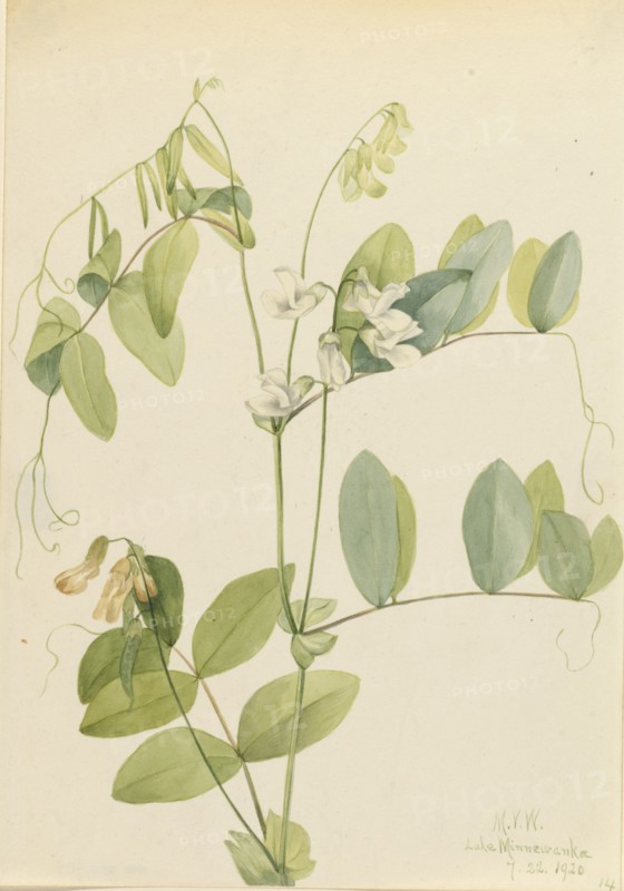 White Pea (Lathyrus ochroleucus), 1920.