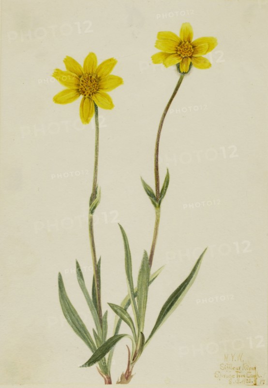 Woolly Arnica (Arnica tomentosa), 1920.