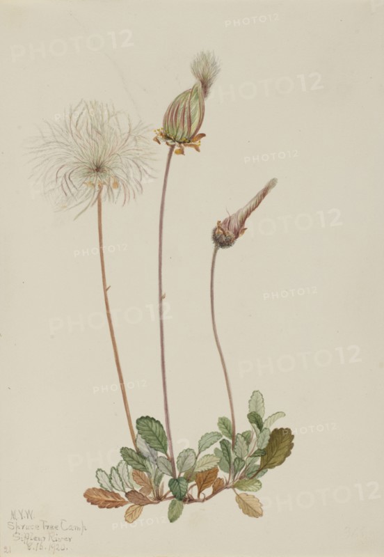 Yellow Dryad (fruit) (Dryas drummondii), 1920.
