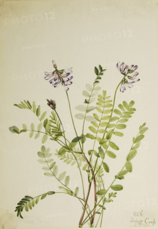 Alpine Milkvetch (Astragalus alpinus), 1921.