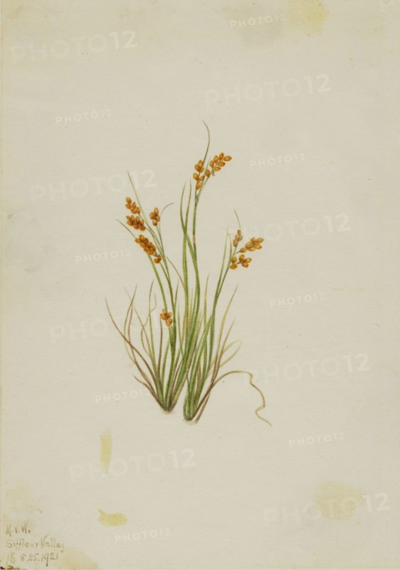 Golden Sedge (Carex aurea), 1921.