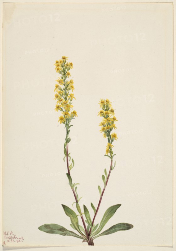 Mountain Goldenrod (Solidago oreophila), 1921.