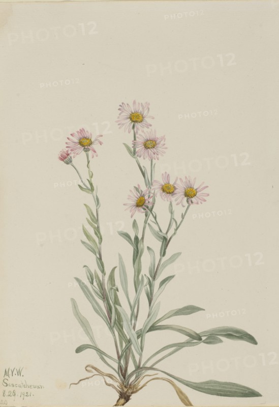 Pink Fleabane (Erigeron caespitosus), 1921.