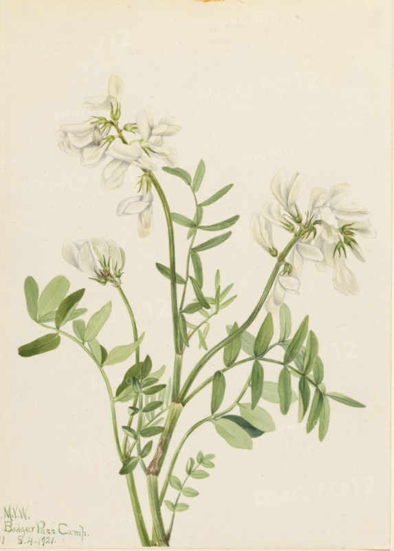 Sweetvetch (Hedysarum mackenzii), 1921.