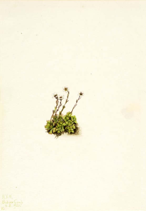 Tufted Saxifrage (Saxifraga caespitosa), 1921.