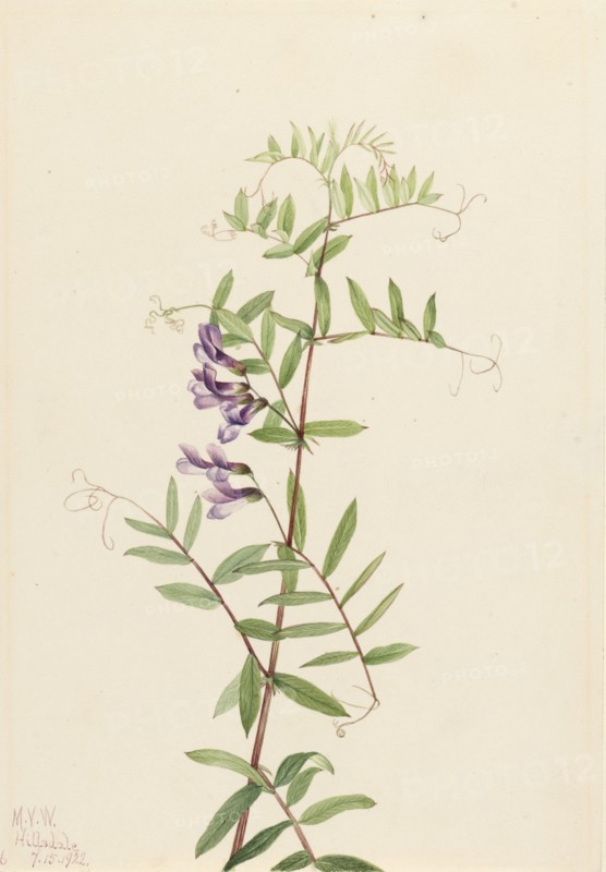 American Vetch (Vicia americana), 1922.