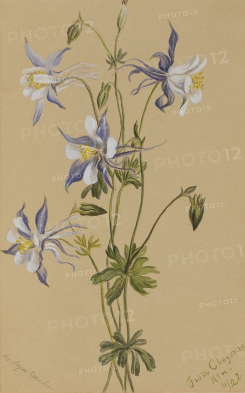 Blue Columbine (Aquilegia caerulea), 1922.
