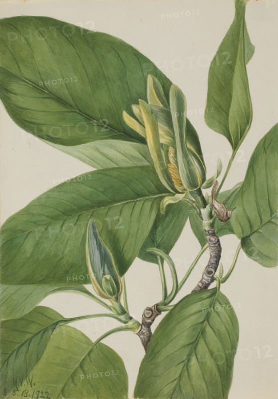 Cucumbertree (Magnolia acuminata), 1922.