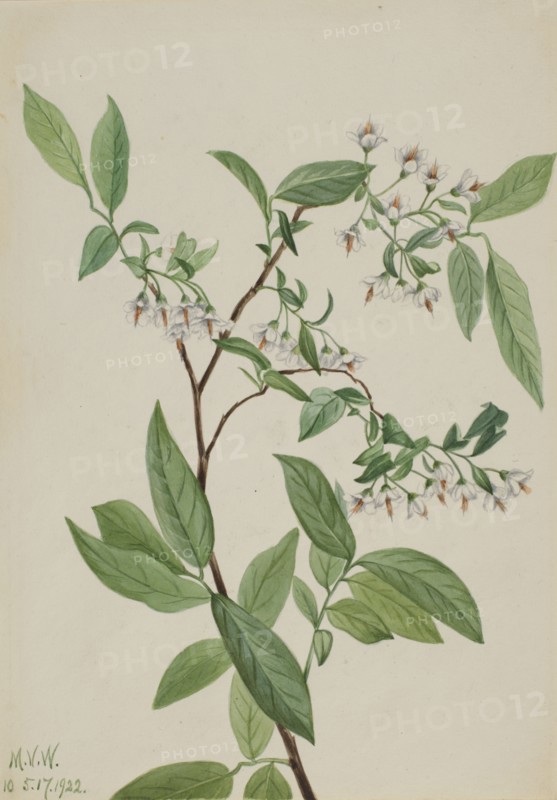 Deerberry (Polycodium stamineum), 1922.