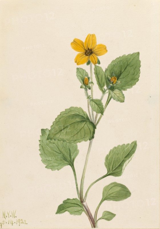 Golden Star (Chrysogonum virginianum), 1922.