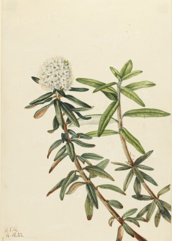Labrador Tea (Ledum groenlandicum), 1922.