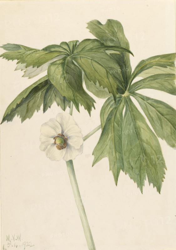 Mayapple (Podphyllum paltatum), 1922.