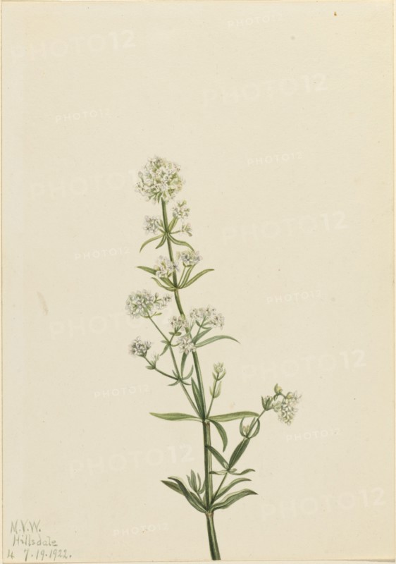 Northern Bedstraw (Galium boreale), 1922.