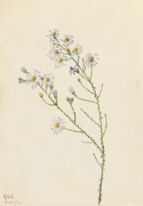 Pineland Aster (Aster squarrosus), 1922.