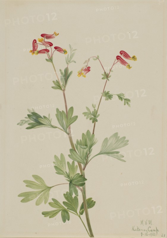 Pink Fumeroot (Capnoides sempervirens), 1922.