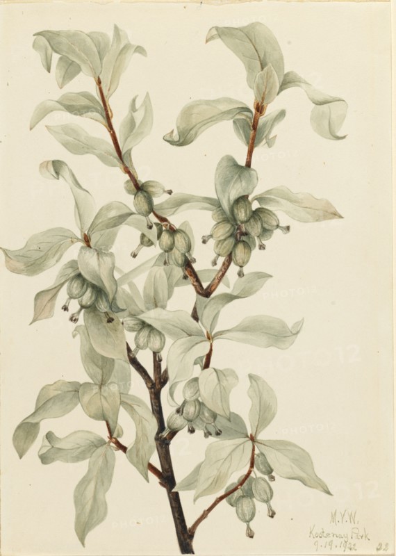 Silverberry (Elaeagnus commutata), 1922.