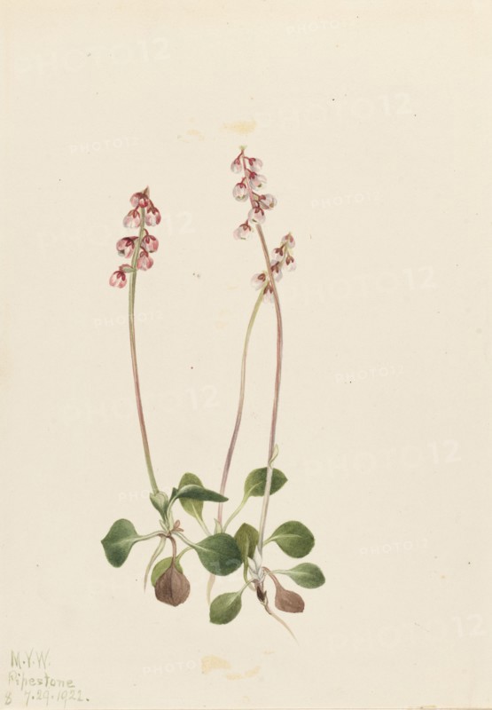 Small Pyrola (Pyrola minor), 1922.