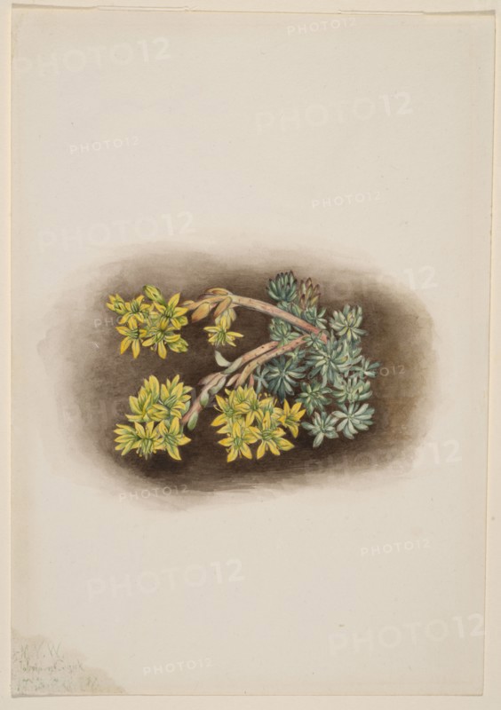 Yellow Stonecrop (Sedum stenopetalum), 1922.