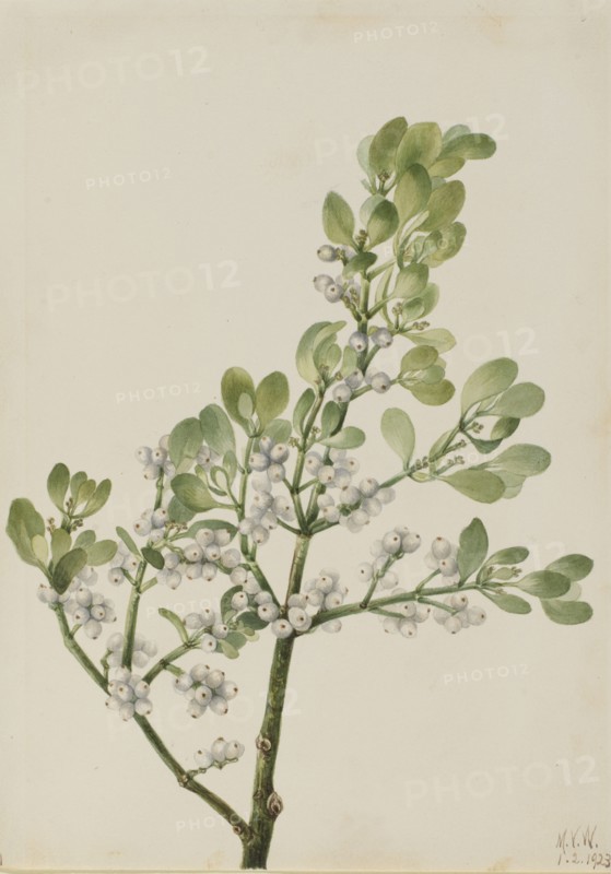 American Mistletoe (Phoradendron flavescens), 1923.
