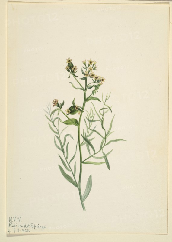 Bastard Toadflax (Comandra pallida), 1923.