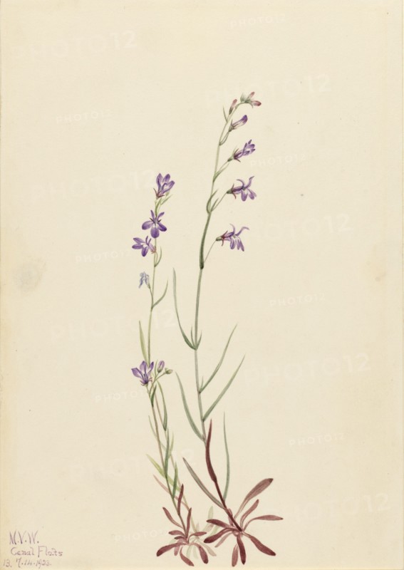 Brook Lobelia (Lobelia kalmii), 1923.