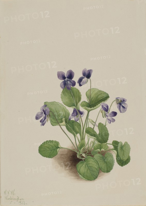 Butterfly Violet (Viola papilionacea), 1923.