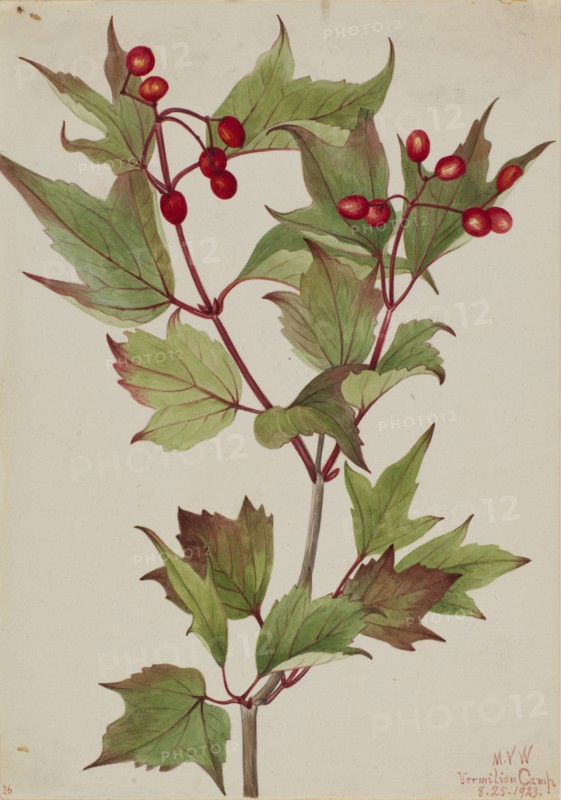 Cranberrybush (Viburnum pauciflorum), 1923.