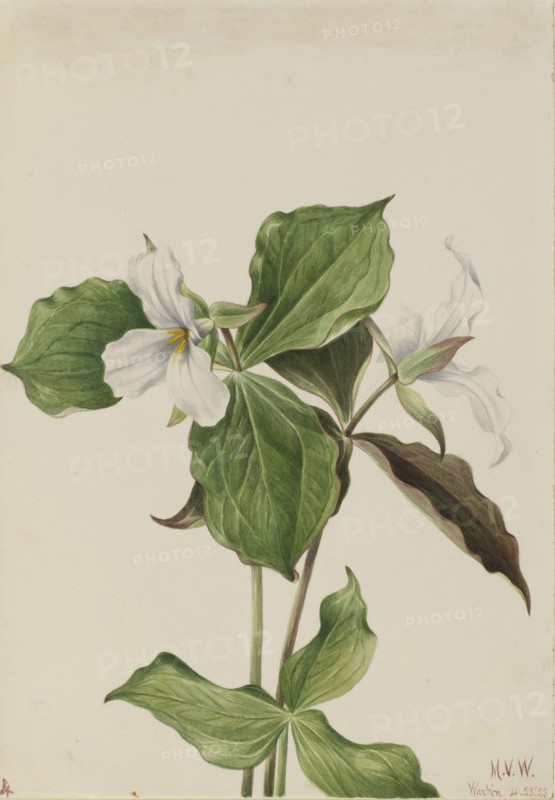 Large White Trillium (Trillium grandiflorum), 1923.
