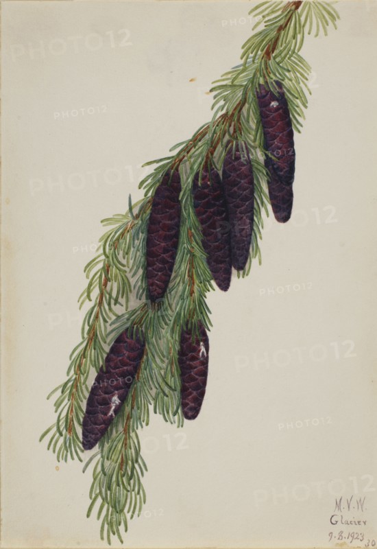 Mountain Hemlock (Tsuga mertensiana), 1923.