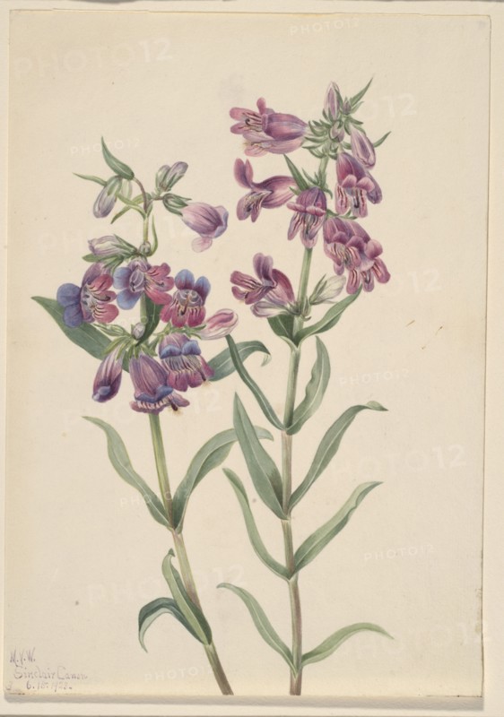 Prairie Pentstemon (Pentstemon erianthera), 1923.