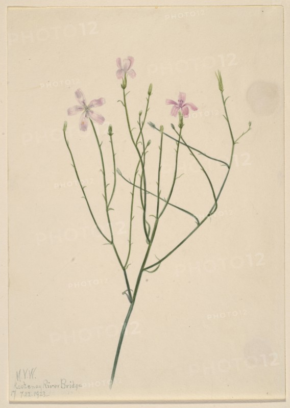 Skeleton Flower (Lygodesmia juncea), 1923.