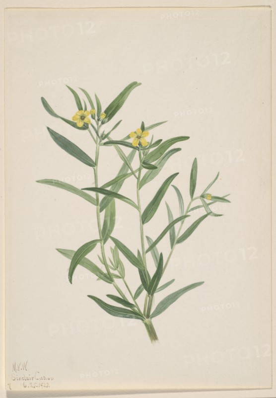 Untitled (Flower Study), 1923.