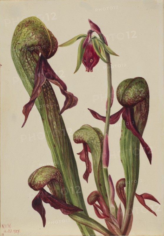 California Pitcherplant (Chrysamphora californica), 1924.