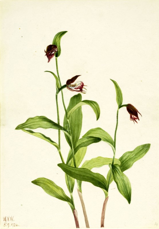 Ramshead Lady's Slipper (Cypripedium arietinum), 1924.