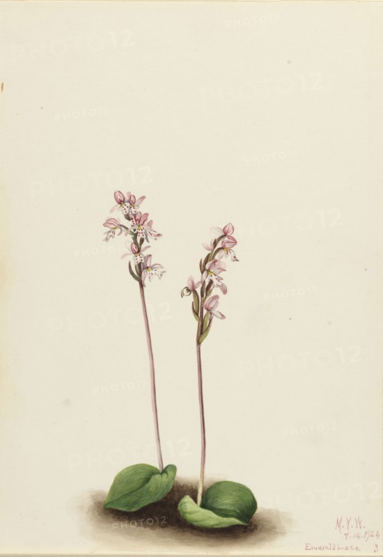 Roundleaf Orchis (Orchis rotundifolia), 1924.