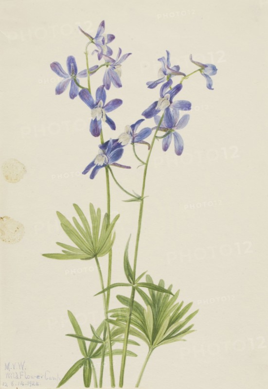 Slim Larkspur (Delphinium depauperatum), 1924.