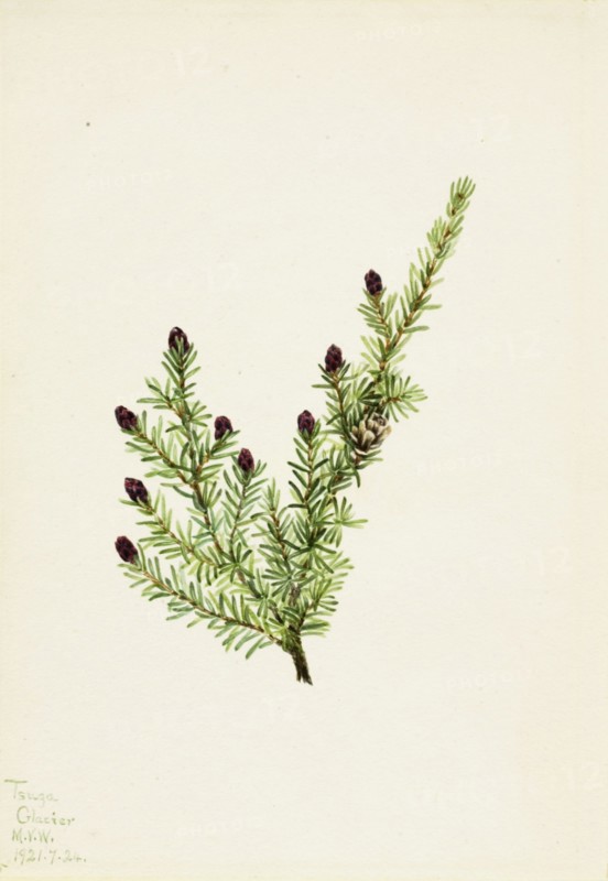 Western Hemlock (Tsuga heterophylla), 1924.